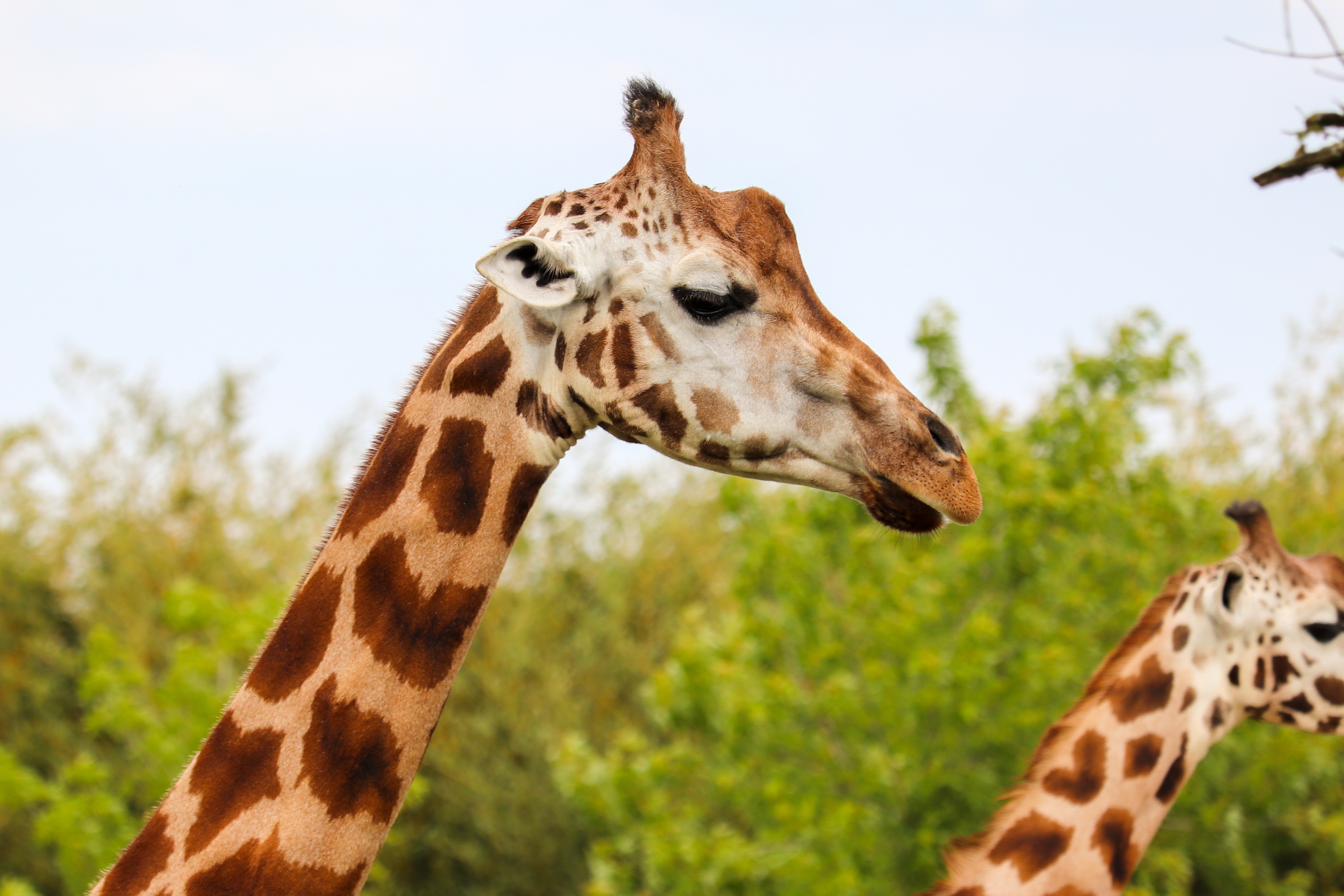 Maasai Giraffe